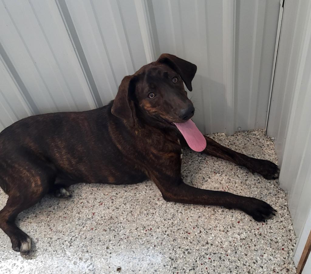 Enlarge Cinder, a Adoptable Plott Hound in Medford, WI image 1/1