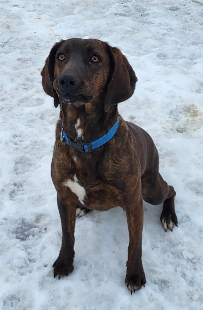 Enlarge Cinder, a Adoptable Plott Hound in Medford, WI image 2/2