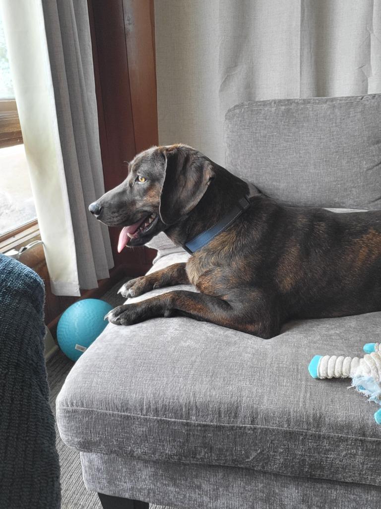 Enlarge Cinder, a Adoptable Plott Hound in Medford, WI image 1/3
