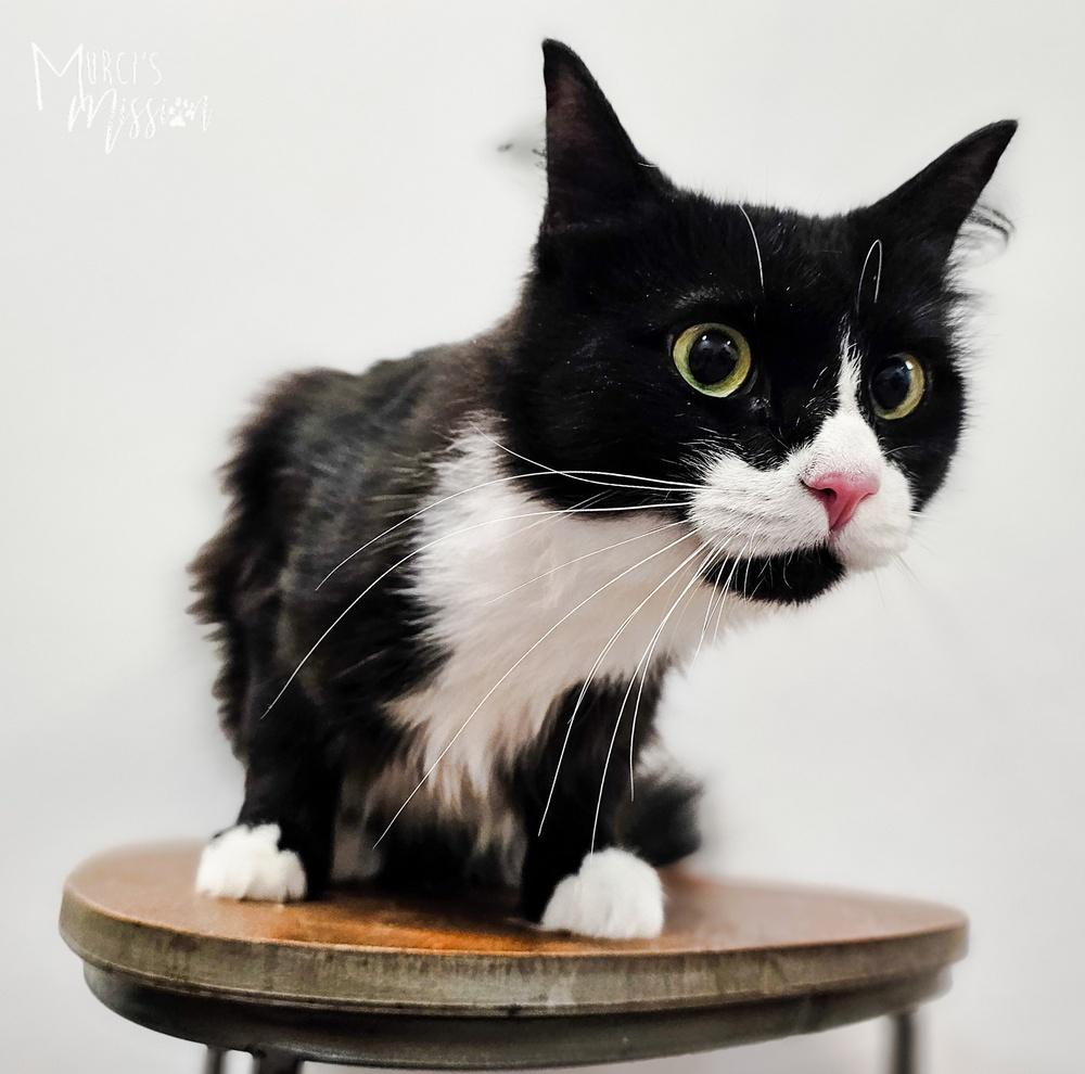 Daphne, Adoptable, Adult Female Domestic Short Hair.