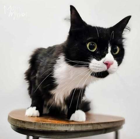 Daphne, Adoptable, Adult Female Domestic Short Hair.