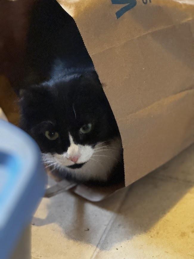 Enlarge Daphne, a Adoptable mixed breed in Spokane , WA image 2/2