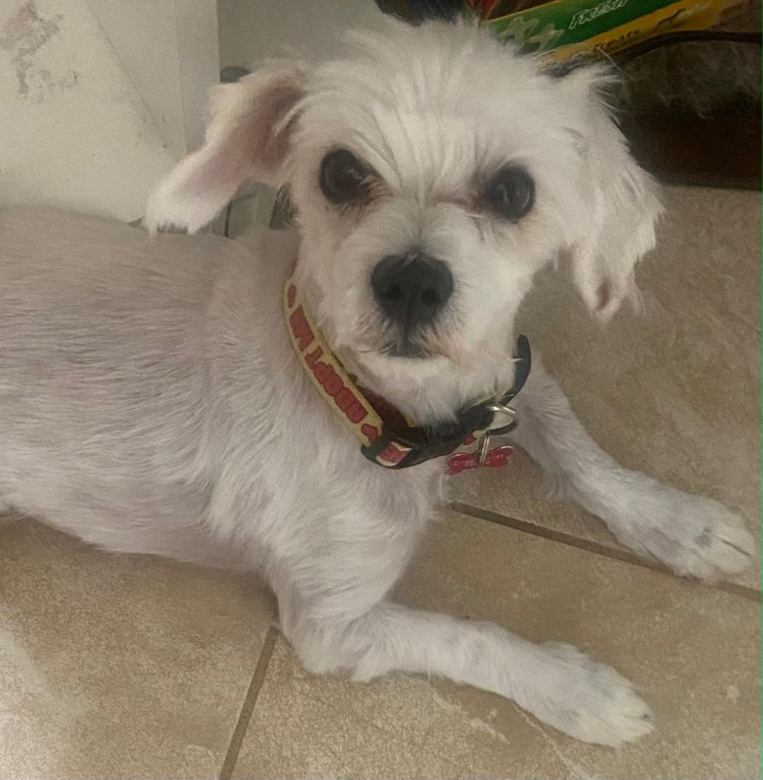 Toby, ADOPTABLE, Adult Male Maltipoo.