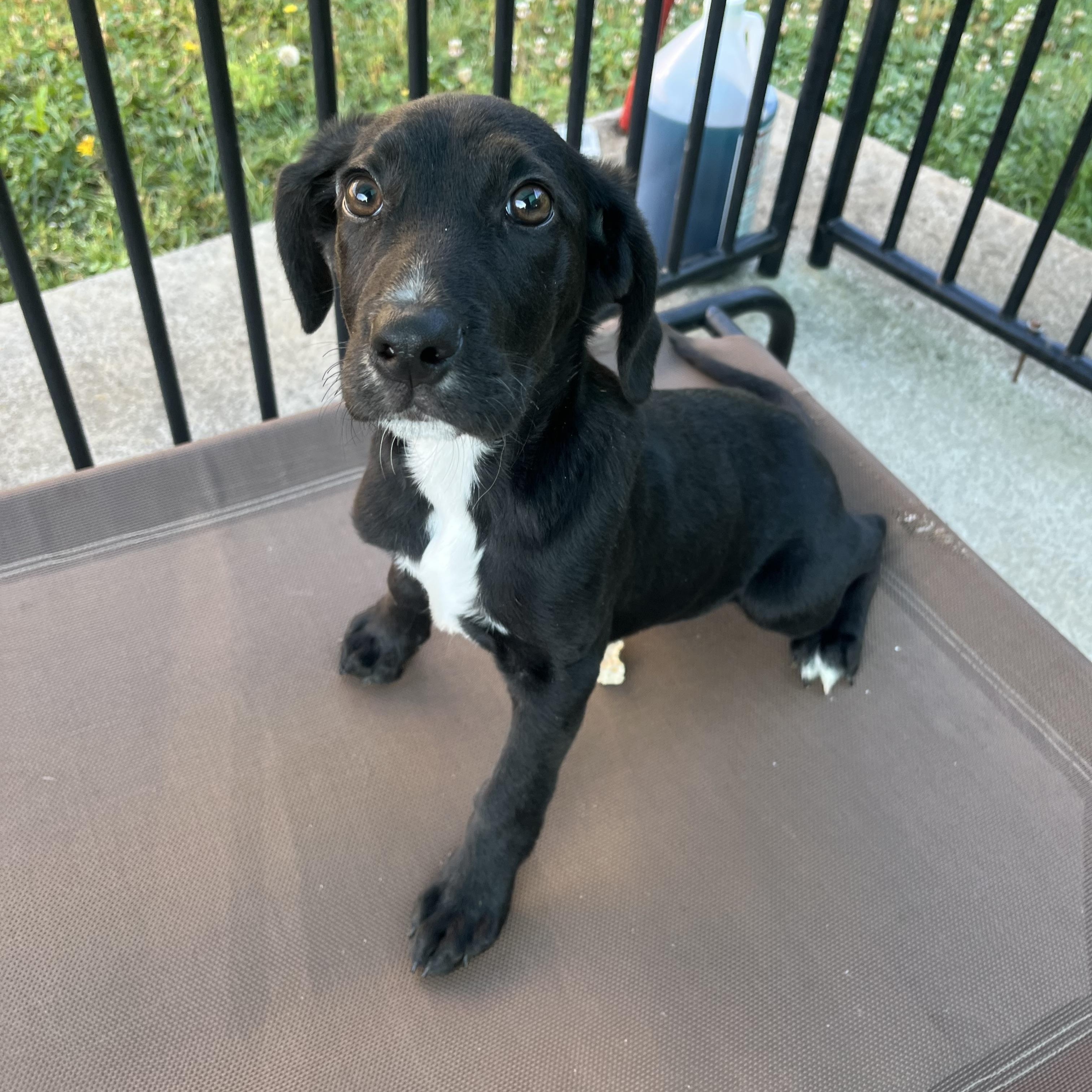 Dutton, ADOPTABLE, Puppy Male Coonhound.