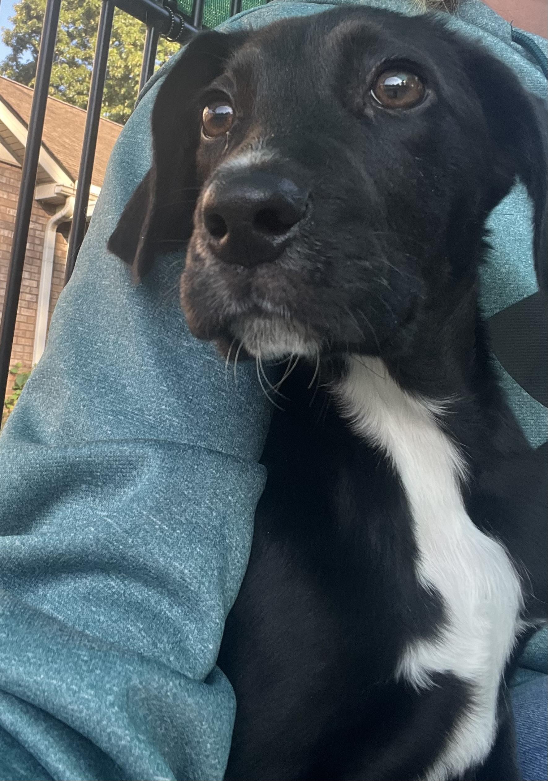 Enlarge Dutton, a ADOPTABLE mixed breed in Loudon, TN image 4/4