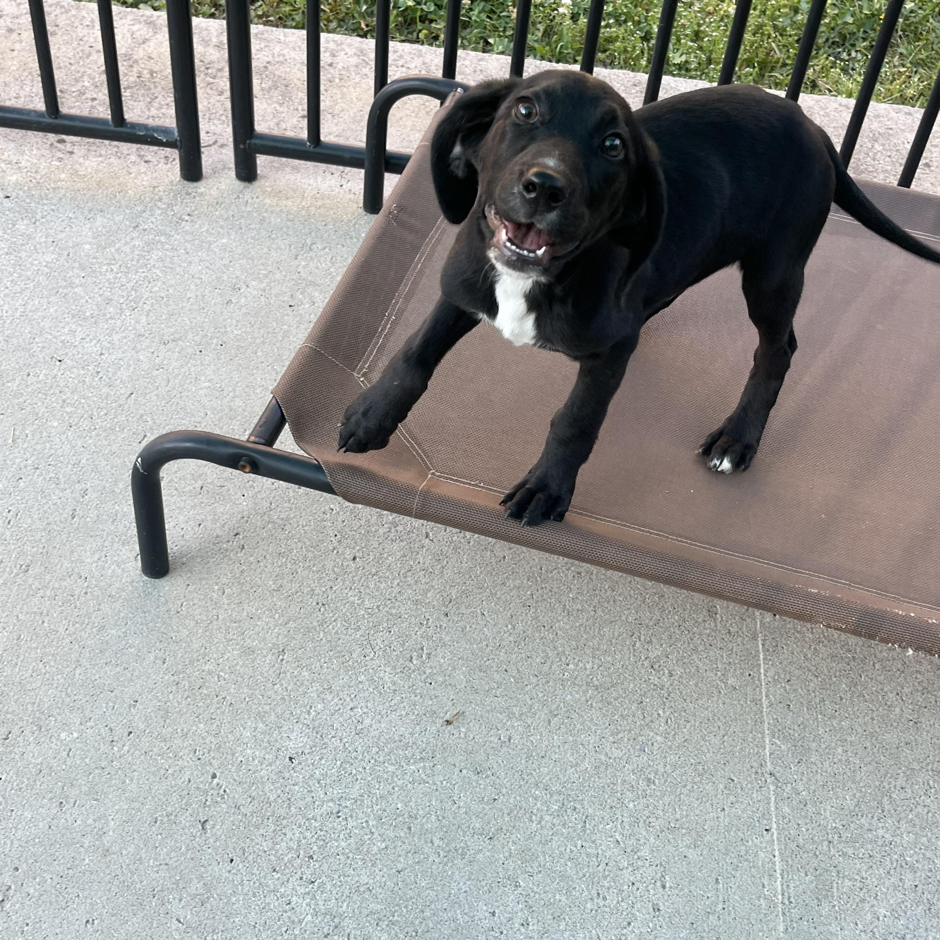 Enlarge Dutton, a ADOPTABLE mixed breed in Loudon, TN image 2/4