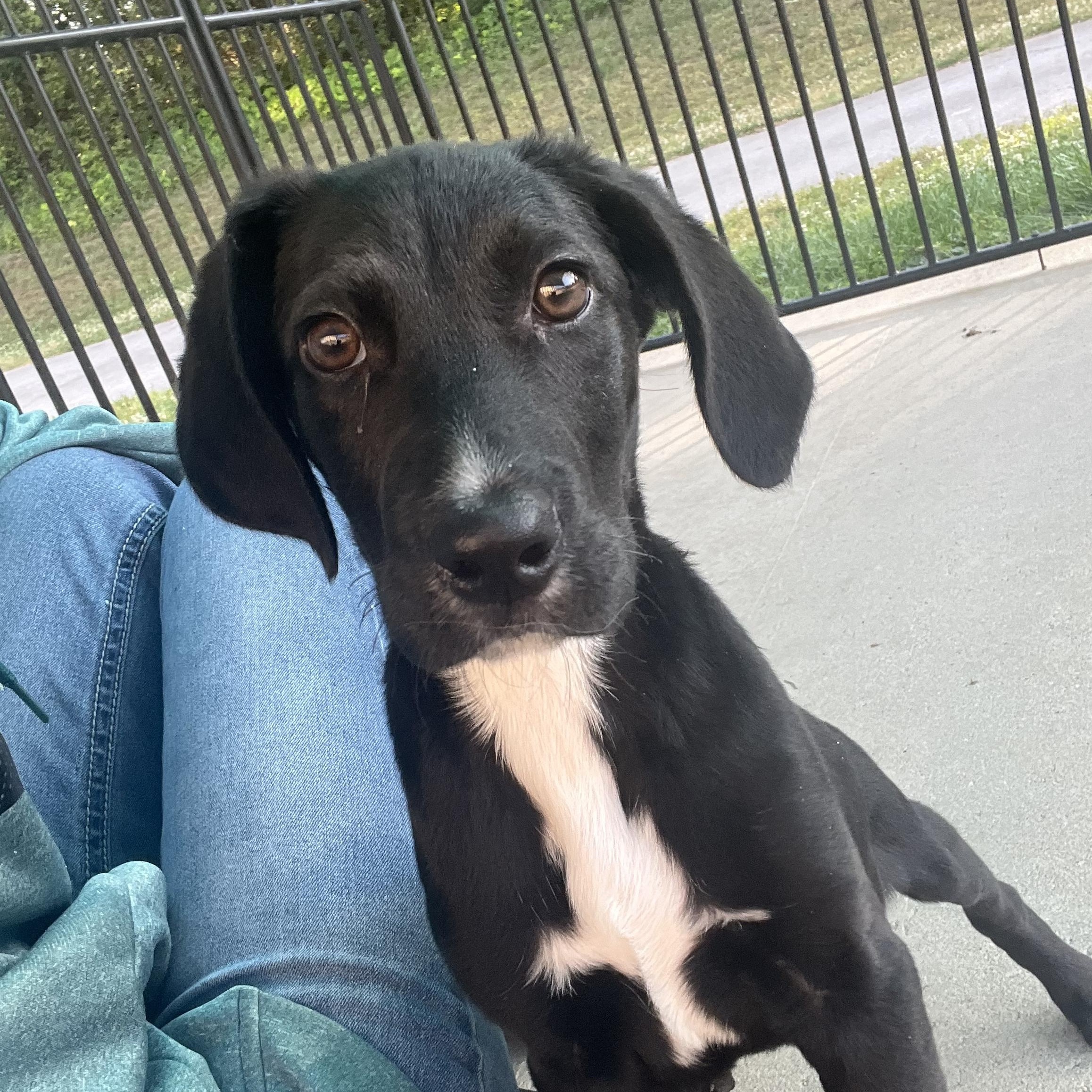 Enlarge Dutton, a ADOPTABLE mixed breed in Loudon, TN image 3/4