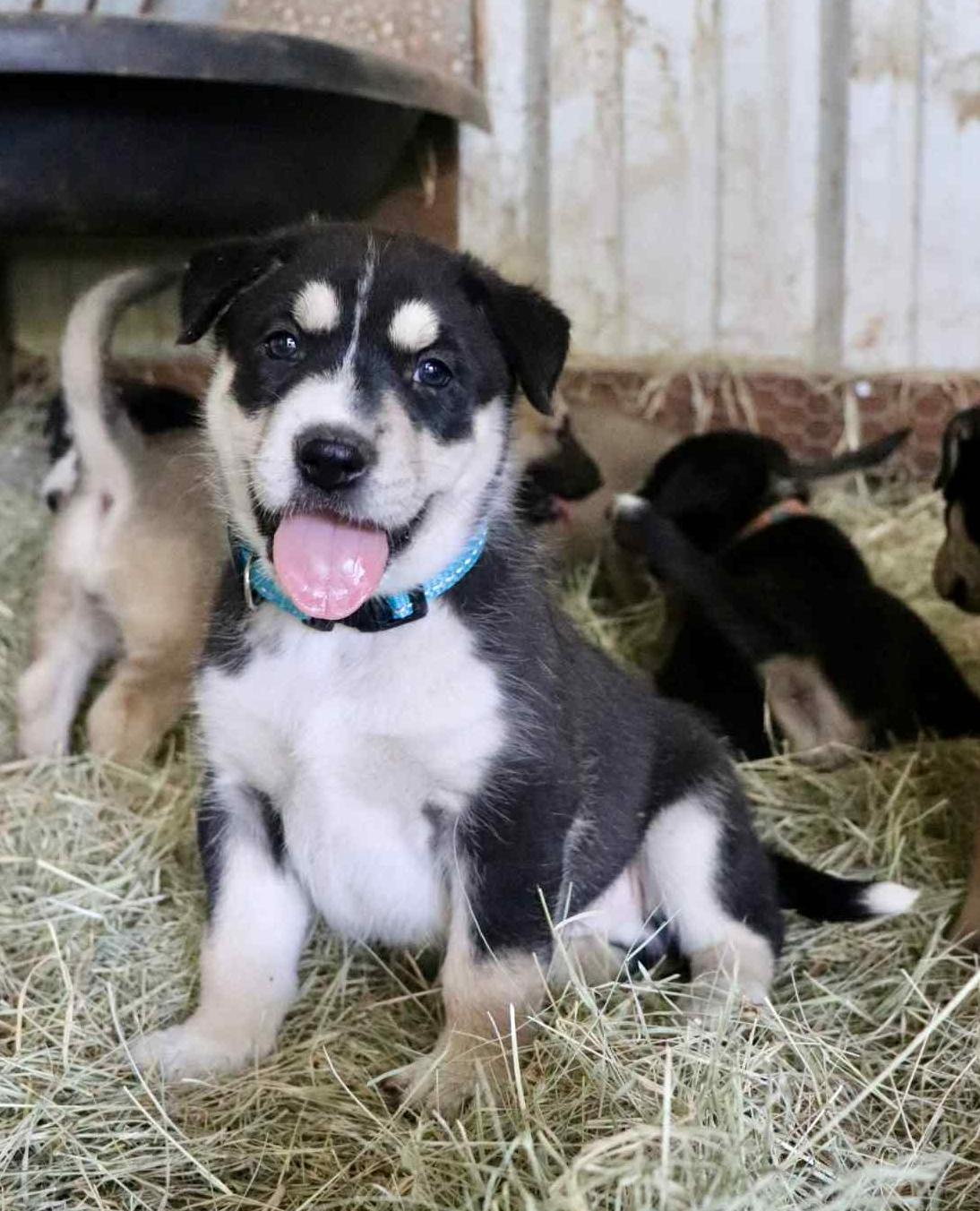 Sonar, adopted, Puppy Male Husky.