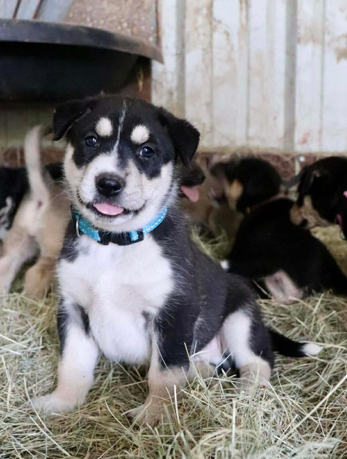 Enlarge Sonar, an adopted mixed breed in Paramus, NJ image 4/6