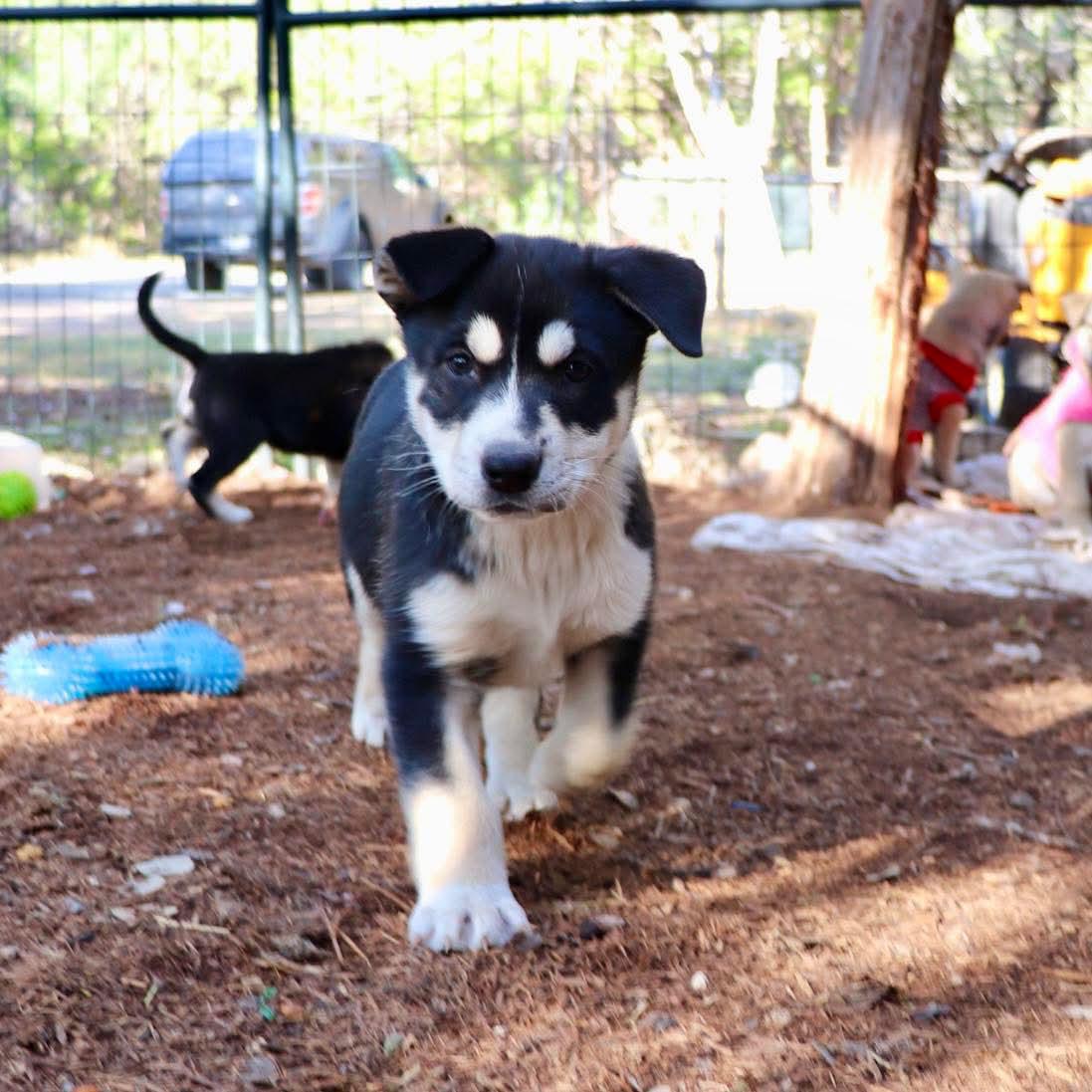 Enlarge Sonar, an adopted mixed breed in Paramus, NJ image 2/6