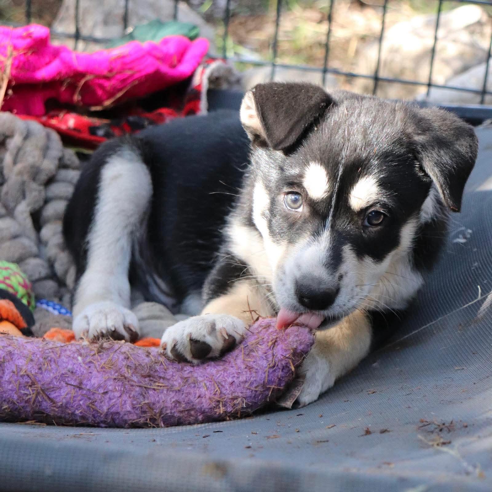 Enlarge Sonar, an adopted mixed breed in Paramus, NJ image 3/6