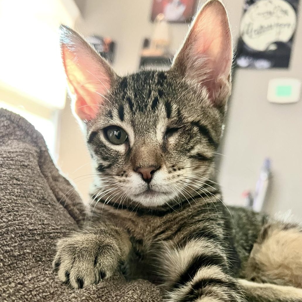 Patches, Baby Male Tabby