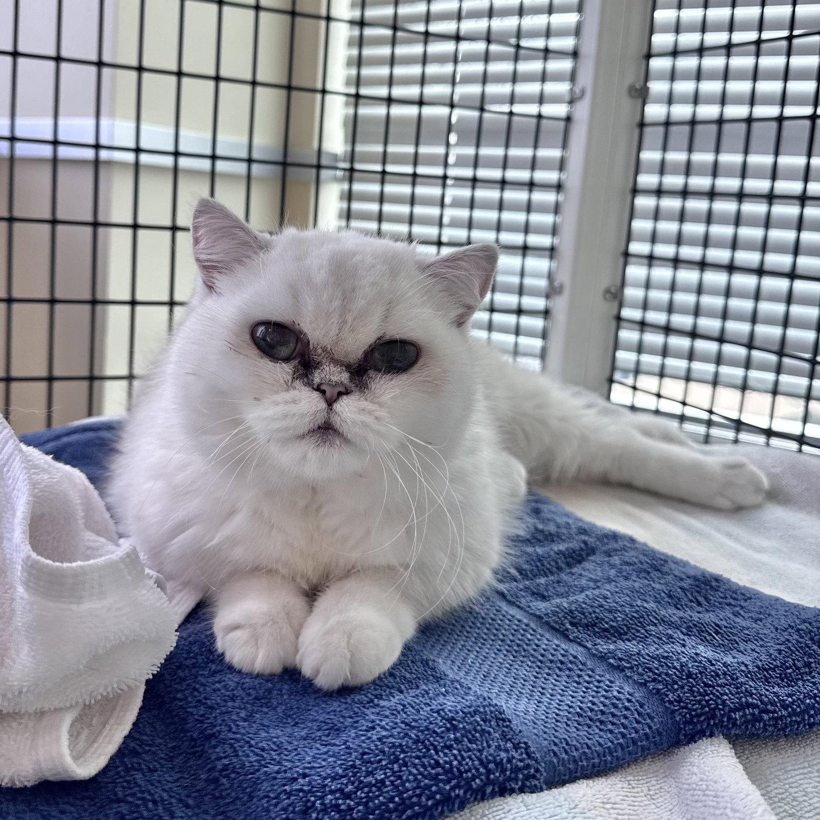 Paloma, Adopted, Adult Female Persian.