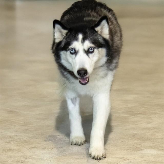 Enlarge OREO, a Adoptable Siberian Husky in St. Louis, MO image 1/1
