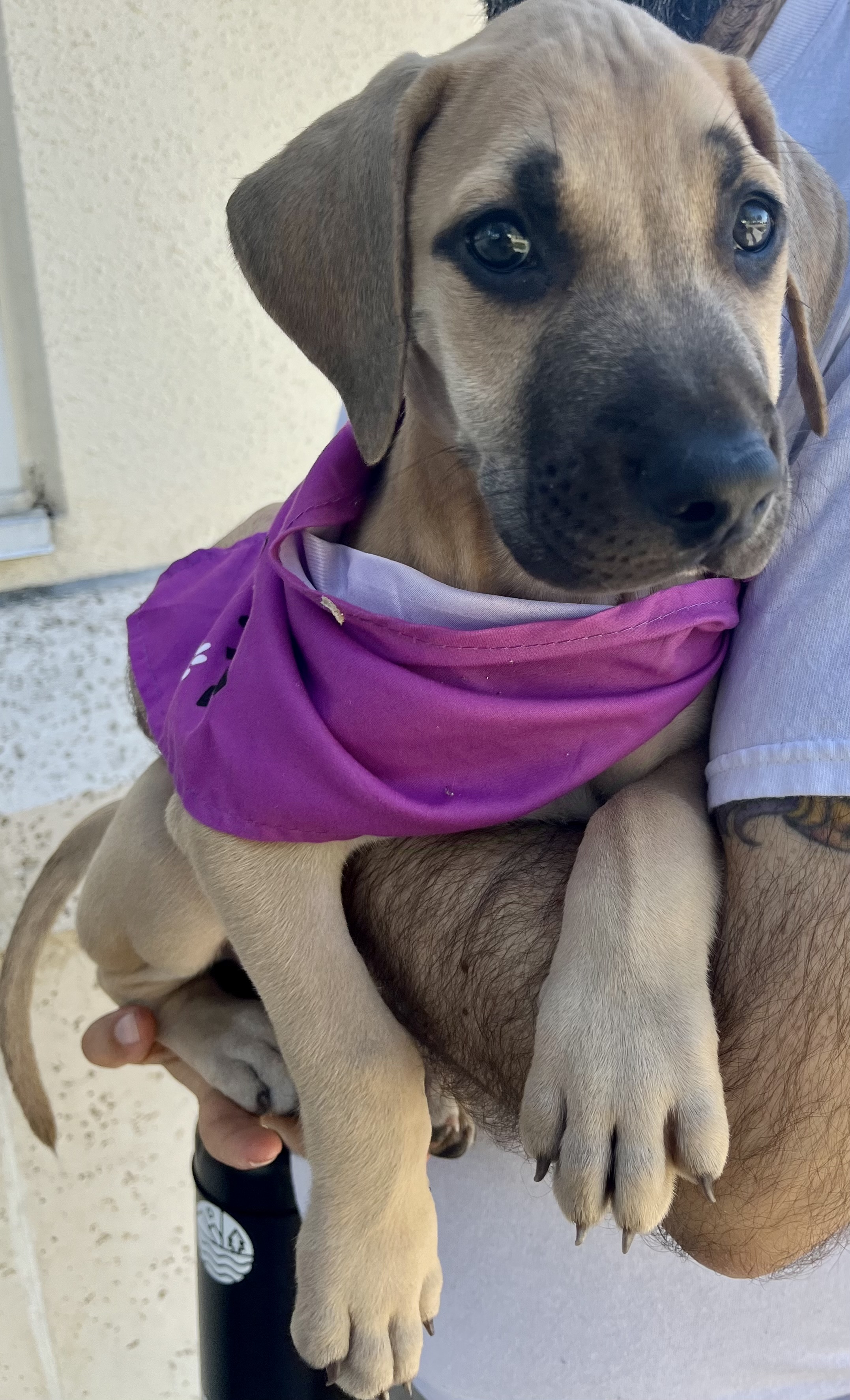 Buster, a Adopted Whippet in Port Saint Lucie, FL image 2/6