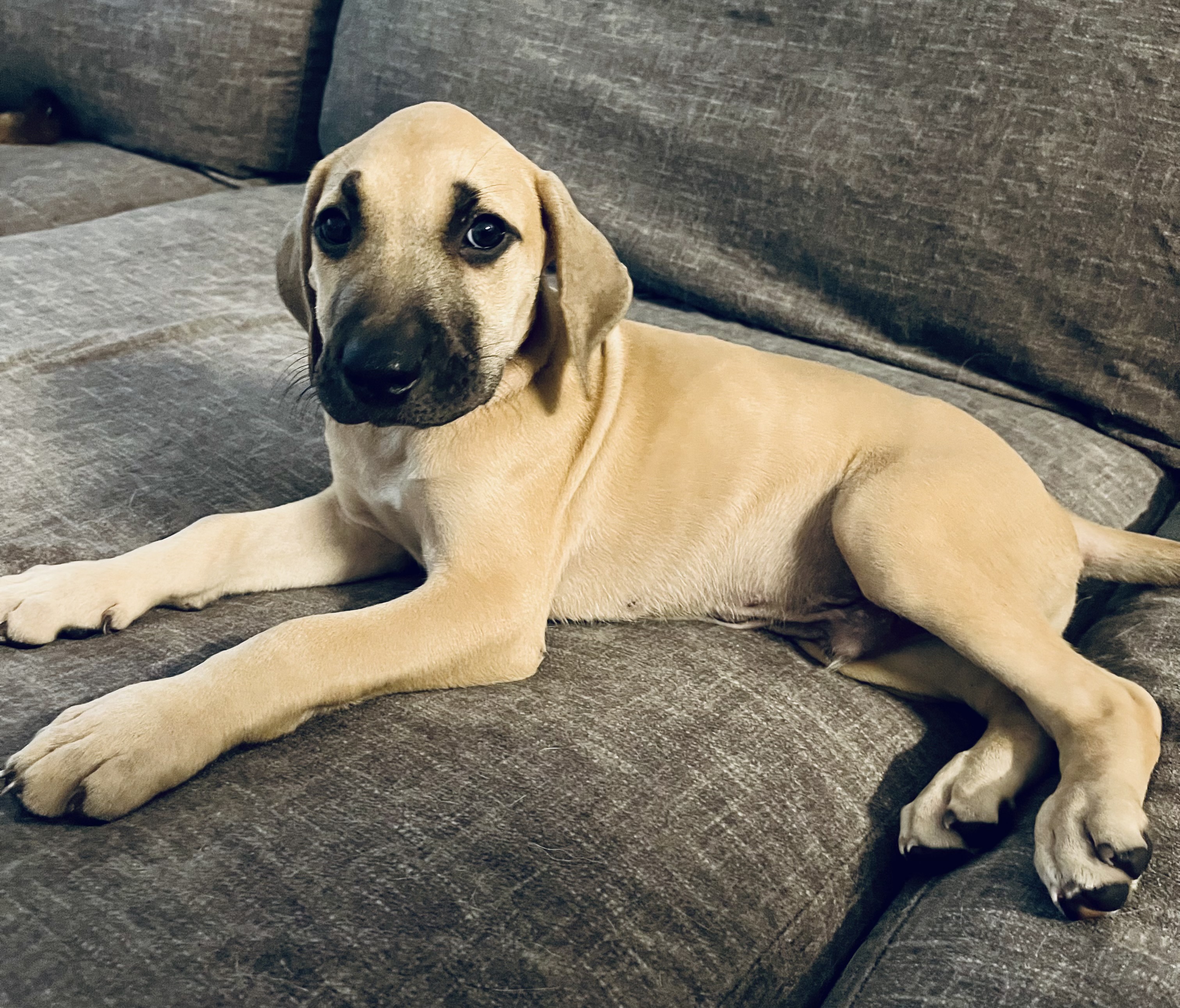 Buster, Adopted, Puppy Male Whippet.