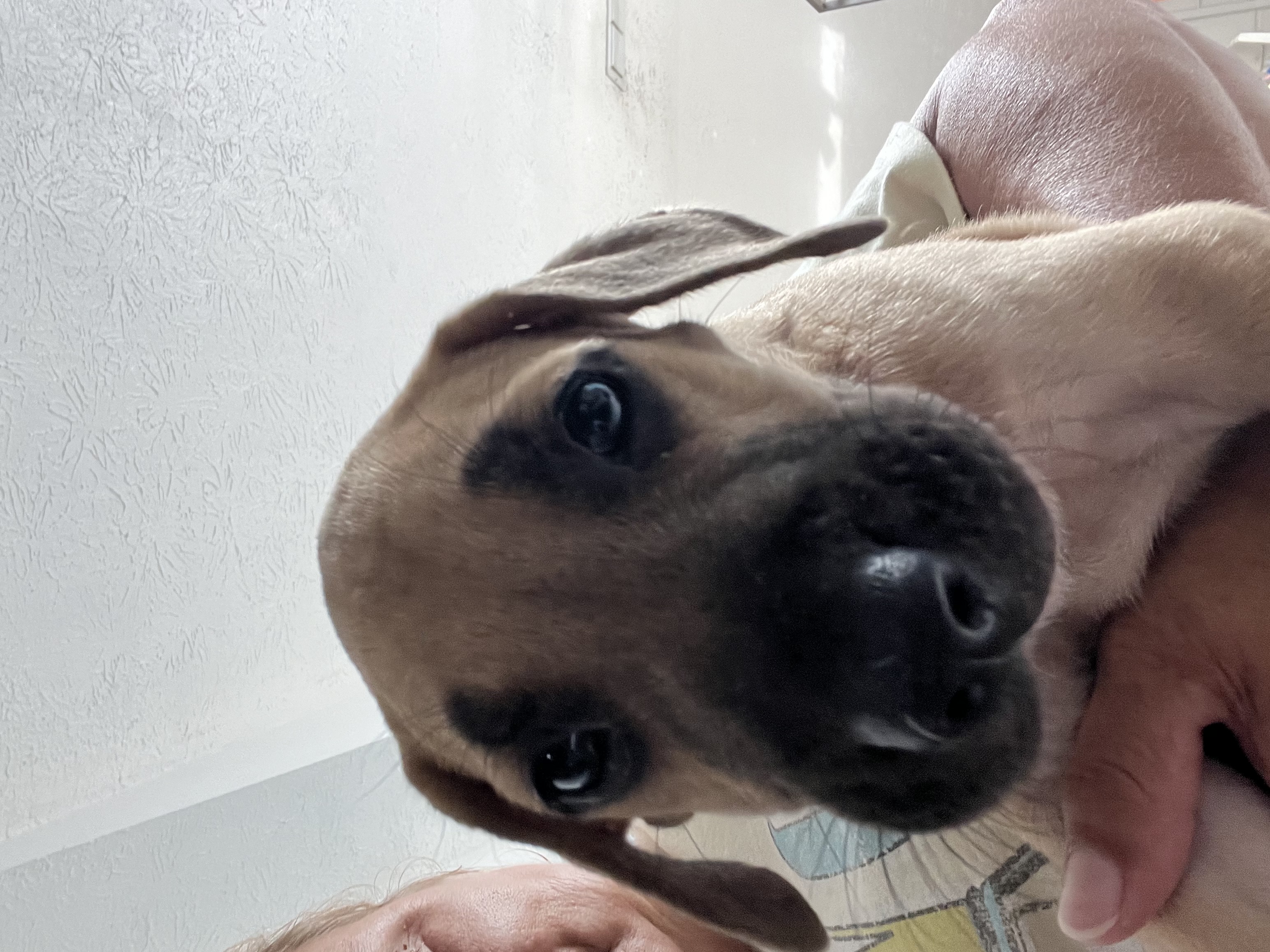 Buster, a Adopted Whippet in Port Saint Lucie, FL image 4/6