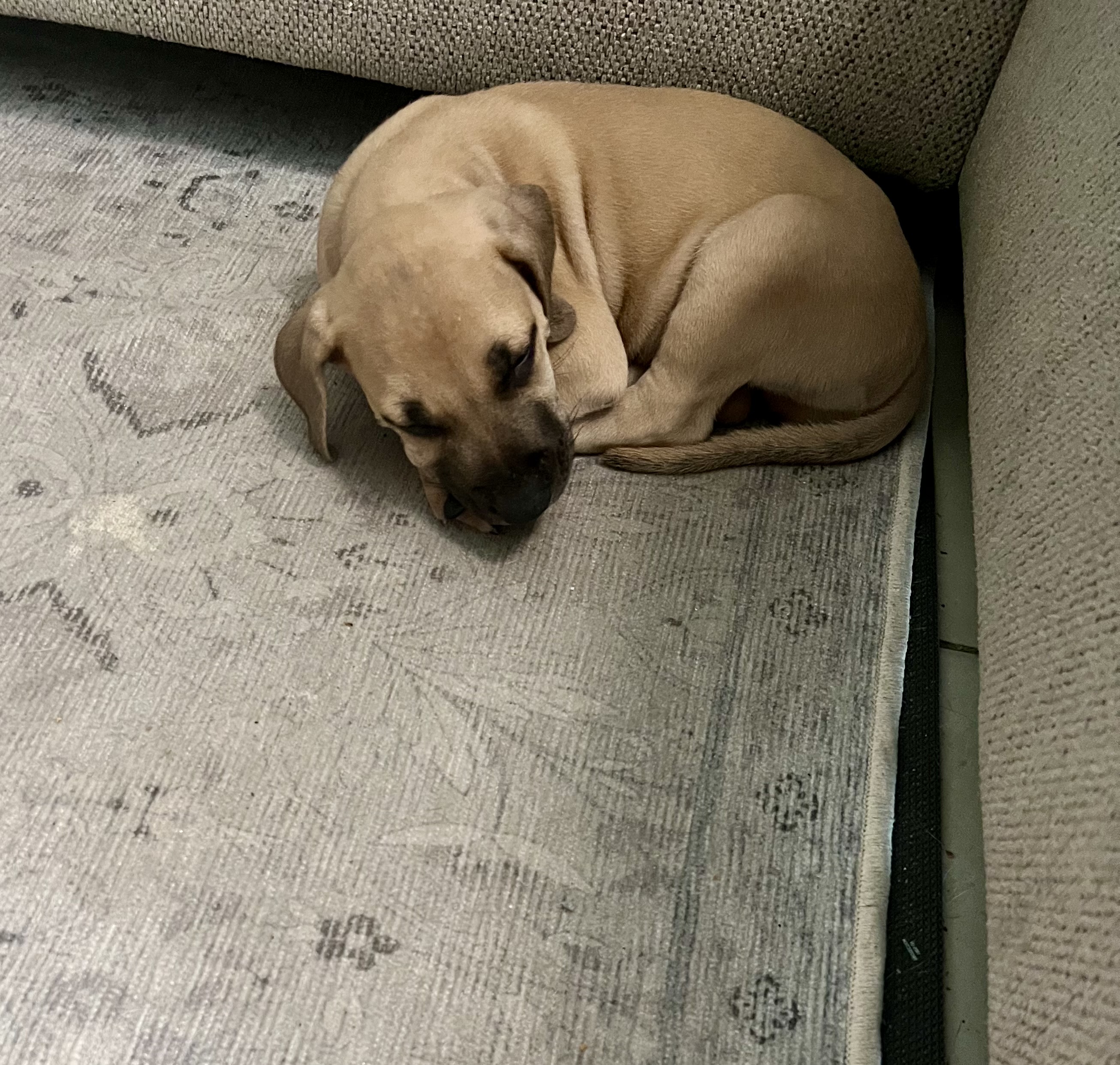 Buster, a Adopted Whippet in Port Saint Lucie, FL image 5/6