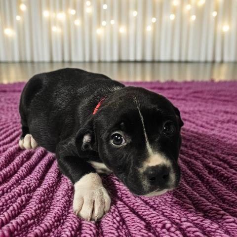 Enlarge YIN YANG, a Adoptable mixed breed in Clinton Township, MI image 1/1