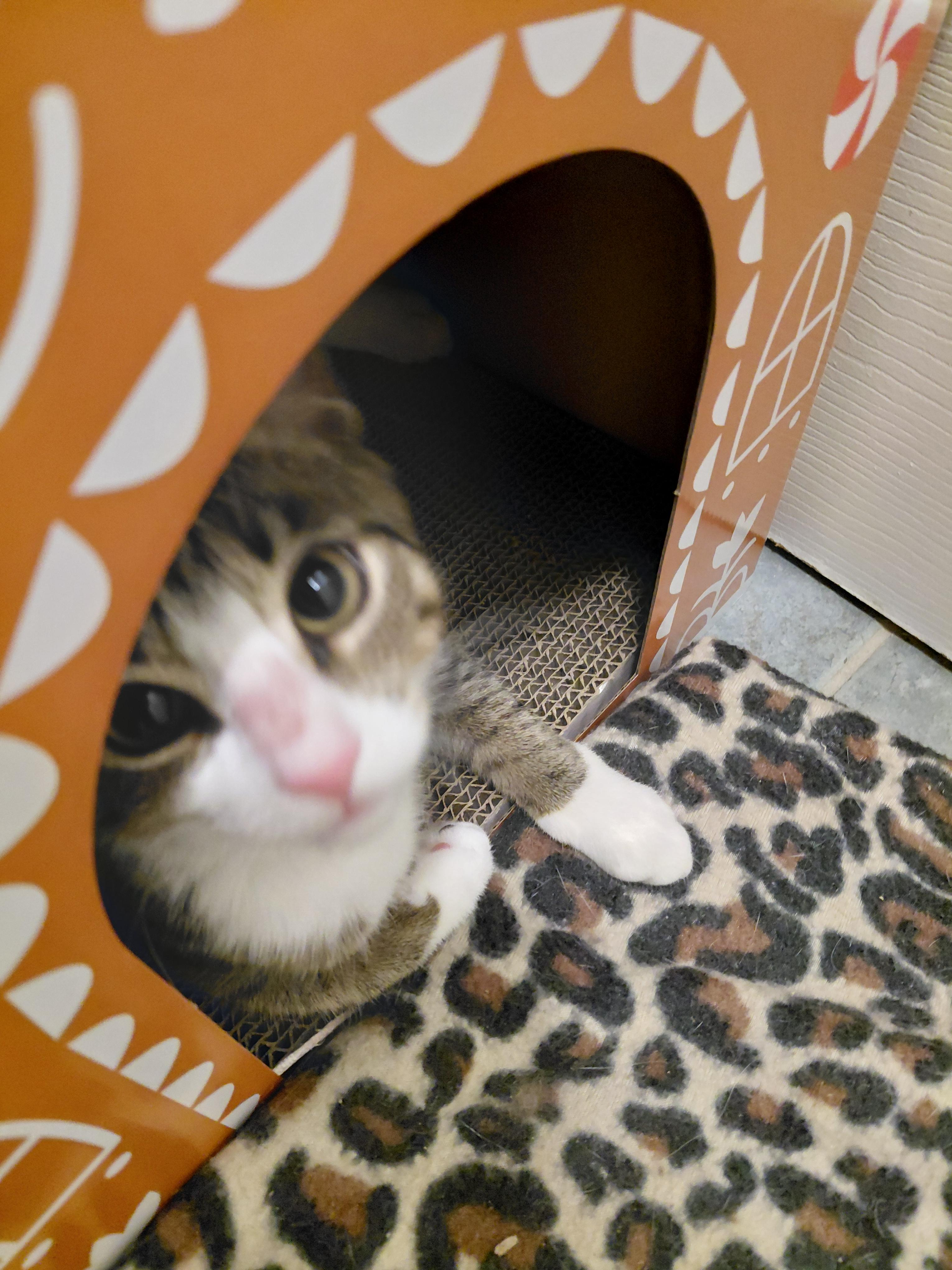 Enlarge Madison, a Adoptable Domestic Short Hair in West New York, NJ image 1/4