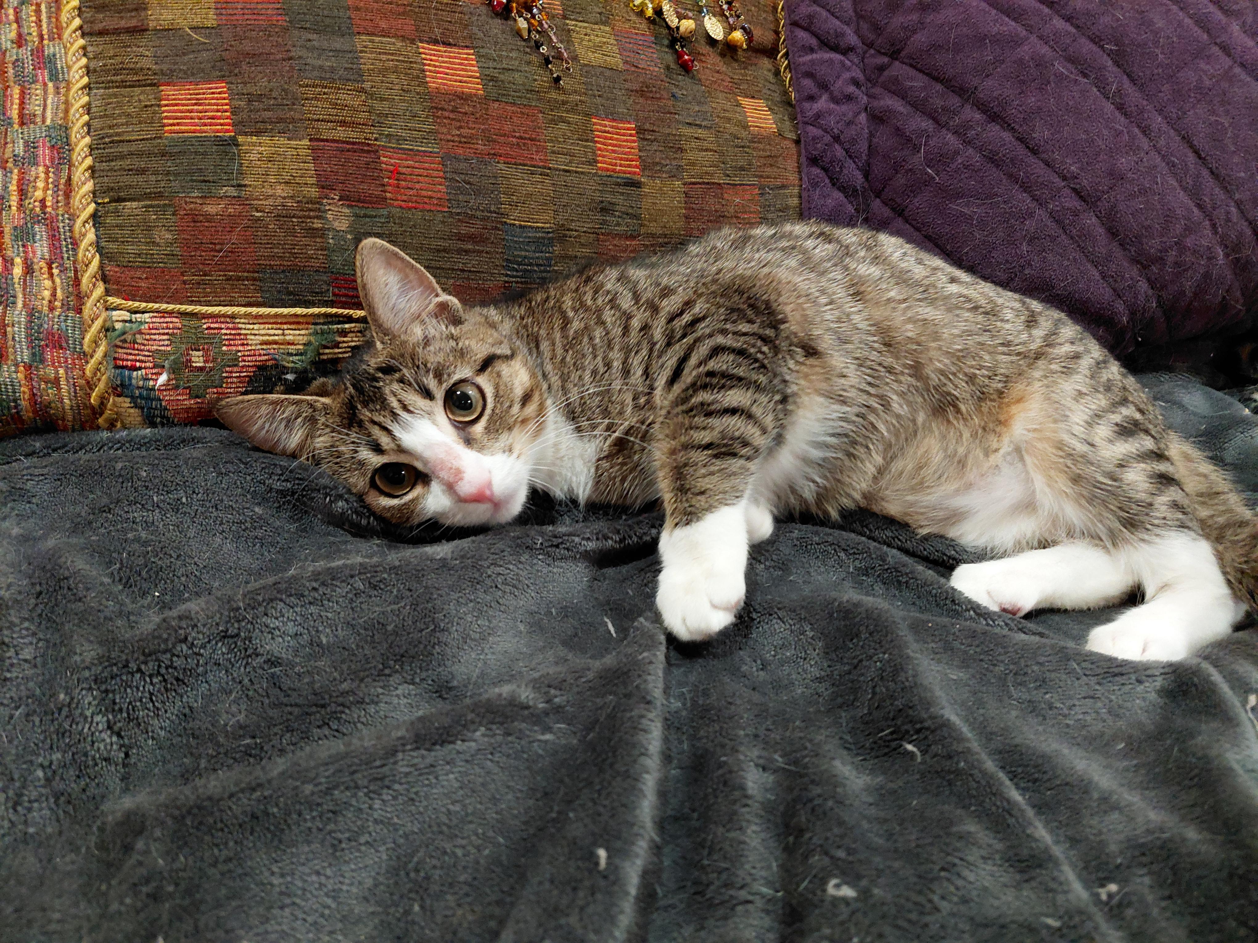 Madison, Adoptable, Young Female Domestic Short Hair.