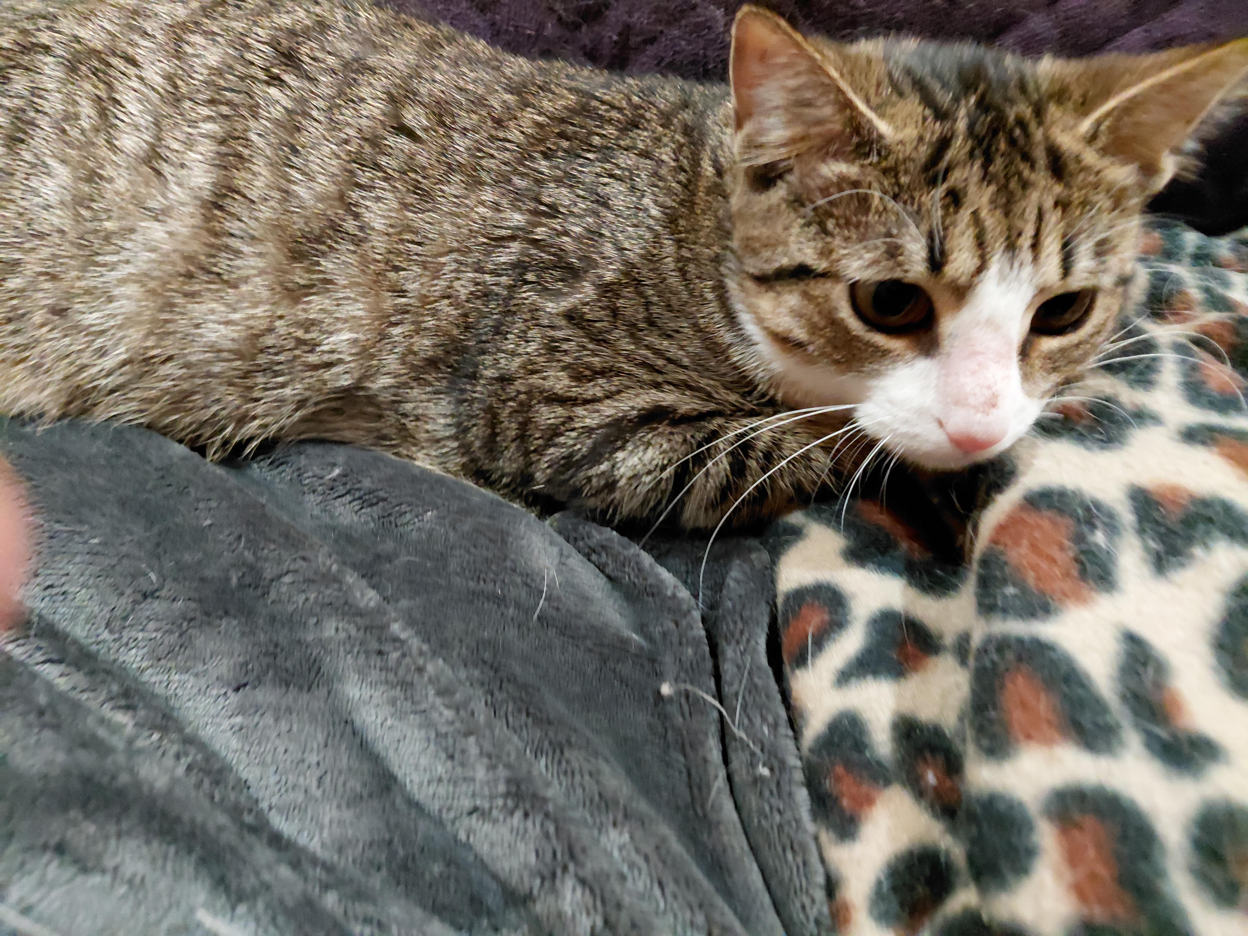 Enlarge Madison, a Adoptable Domestic Short Hair in West New York, NJ image 3/4