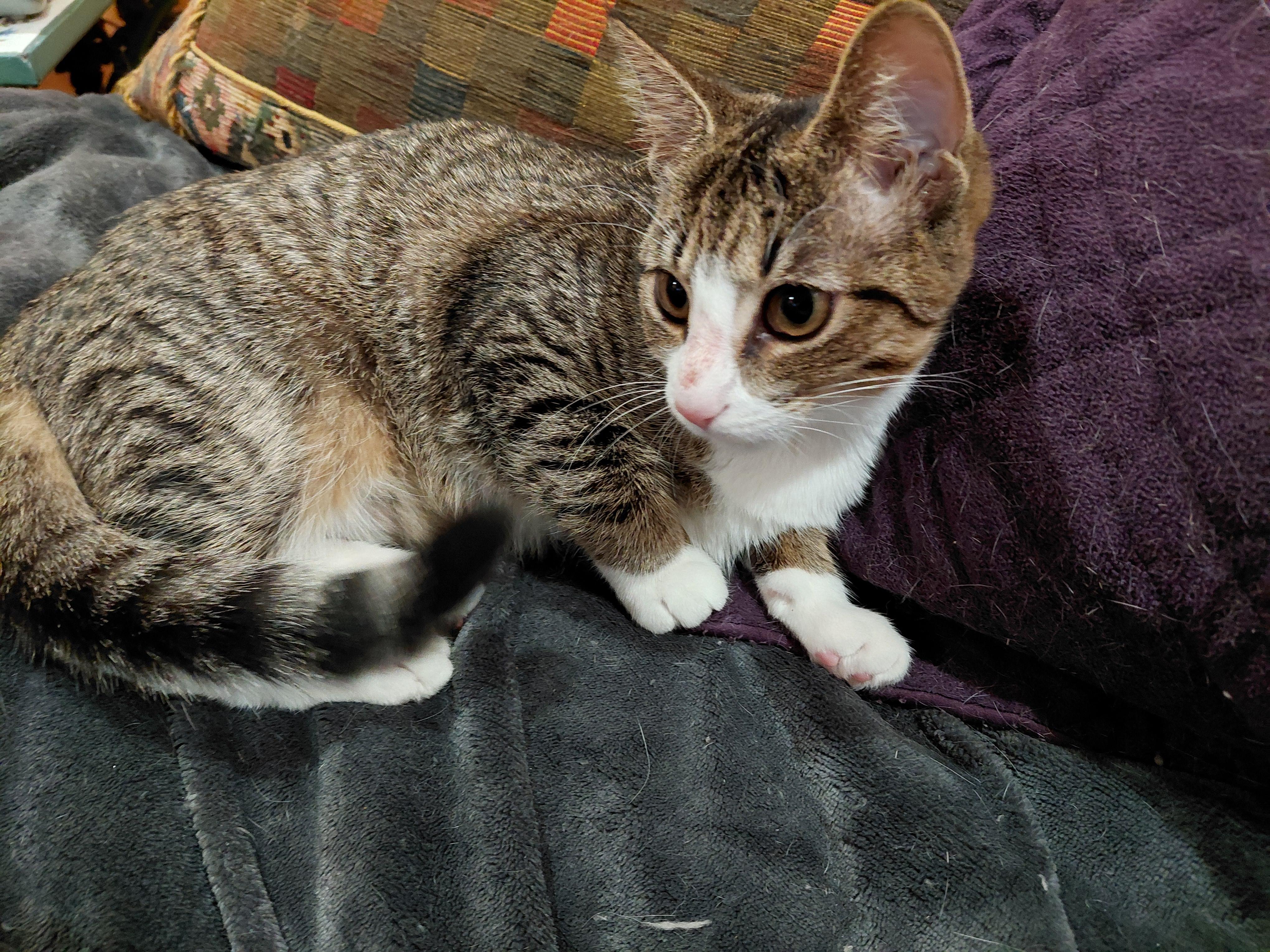 Enlarge Madison, a Adoptable Domestic Short Hair in West New York, NJ image 4/4