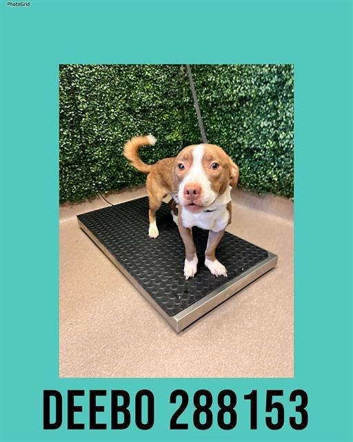 Enlarge DEEBO, a Adoptable Mixed Breed in Macon, GA image 1/1