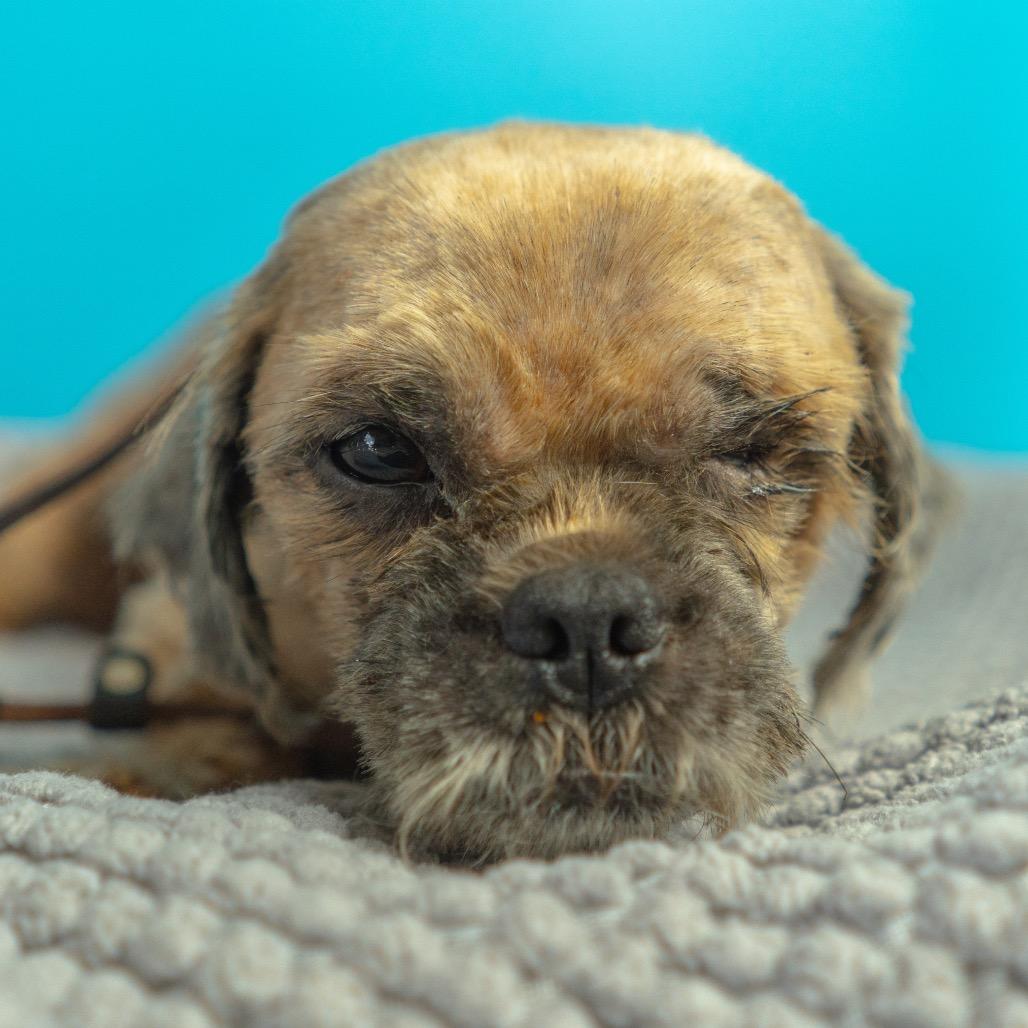 Enlarge Suds, a Adoptable Shih Tzu in San Antonio, TX image 1/6