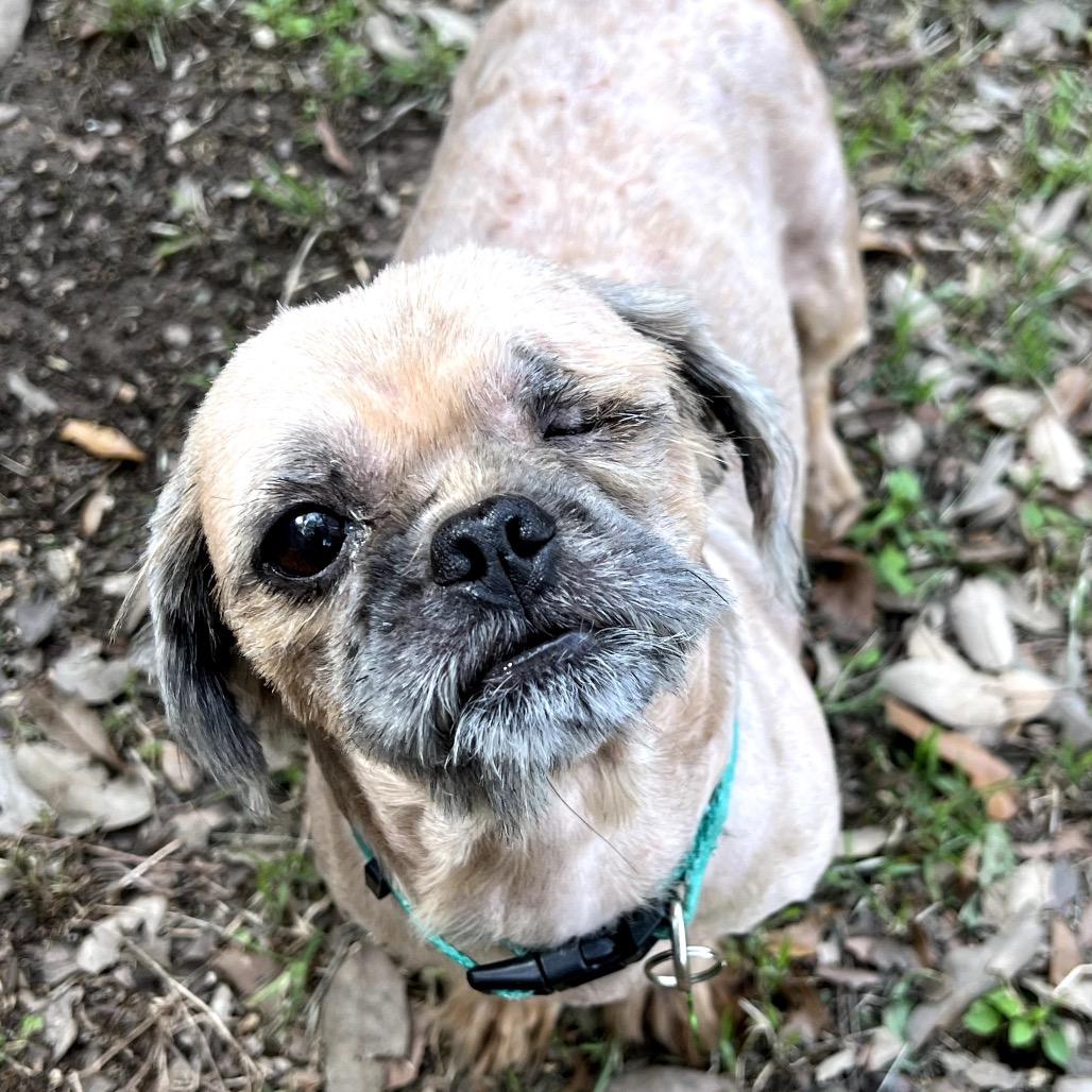 Enlarge Suds, a Adoptable Shih Tzu in San Antonio, TX image 2/6