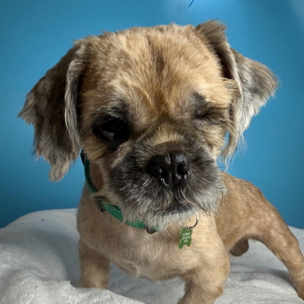 Enlarge Suds, a Adoptable Shih Tzu in San Antonio, TX image 3/6