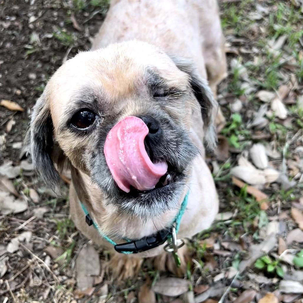 Enlarge Suds, a Adoptable Shih Tzu in San Antonio, TX image 4/6