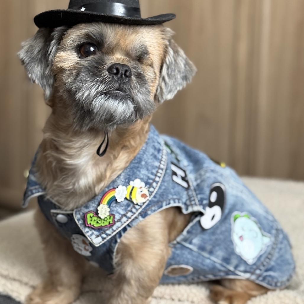 Enlarge Suds, a Adoptable Shih Tzu in San Antonio, TX image 5/6