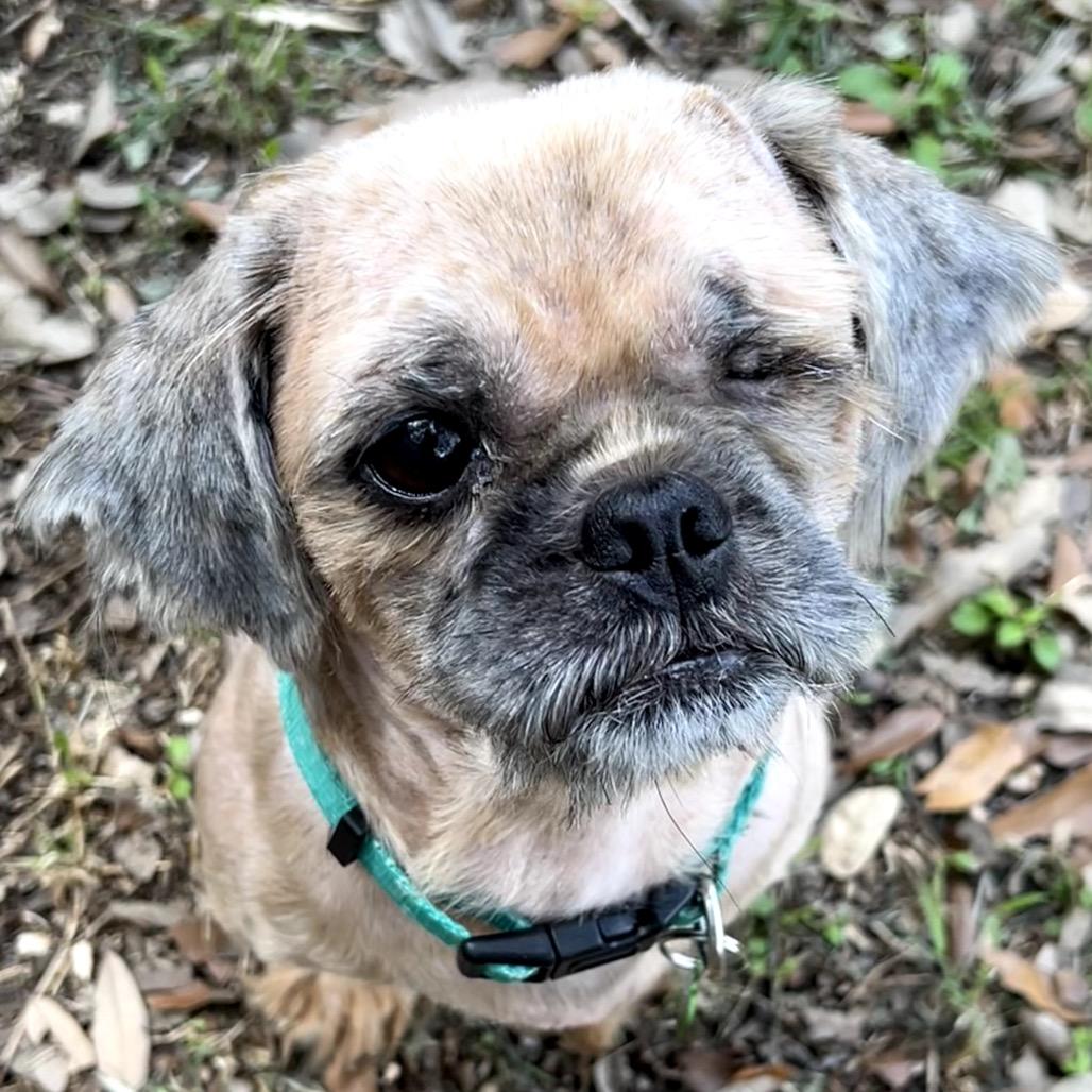 Enlarge Suds, a Adoptable Shih Tzu in San Antonio, TX image 6/6