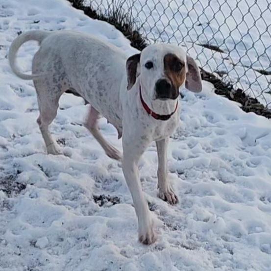 Enlarge Harlequin (and Dot), a ADOPTABLE Hound in Ringwood, NJ image 3/6
