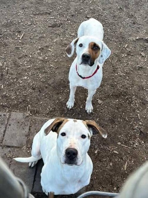 Harlequin thumbnail 3