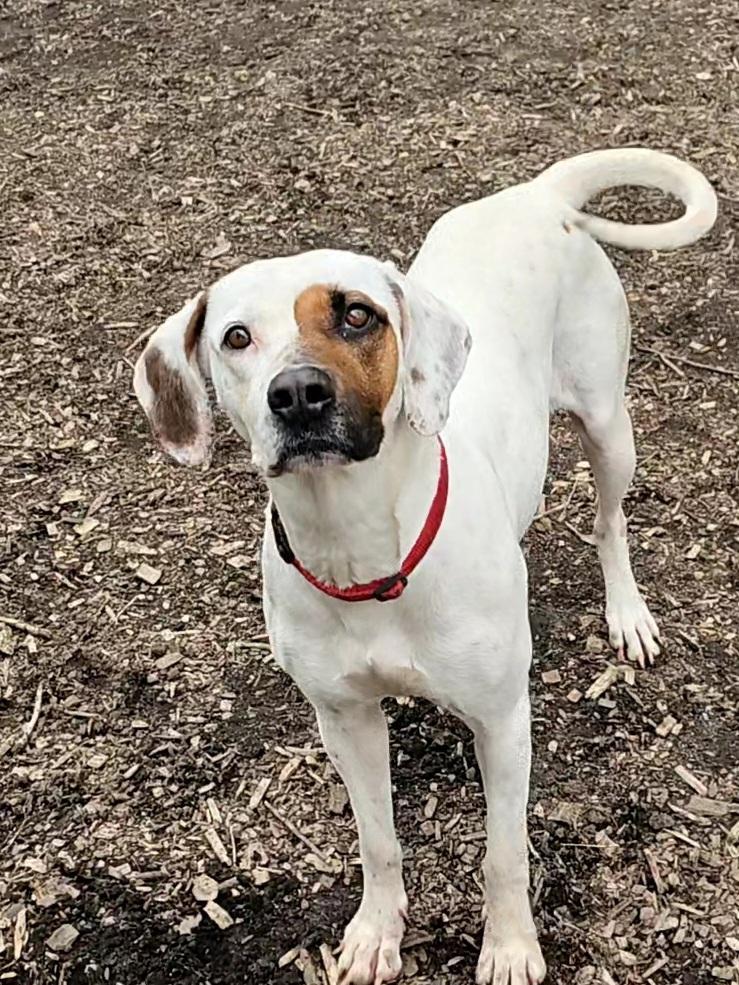 Enlarge Harlequin (and Dot), a ADOPTABLE Hound in Ringwood, NJ image 1/6