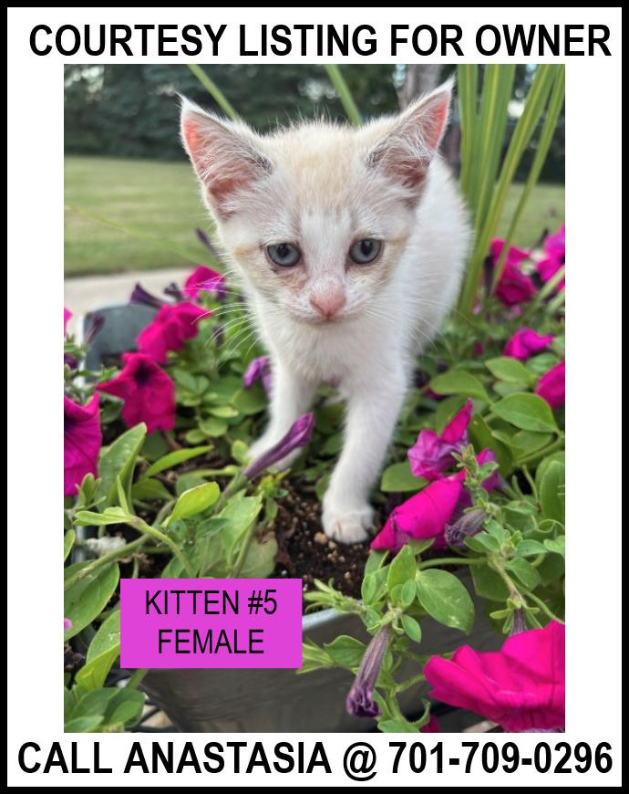 Kitten #5-COURTESTY LISTING FOR OWNER, an adoptable Domestic Short Hair in Valley City, ND, 58072 | Photo Image 1