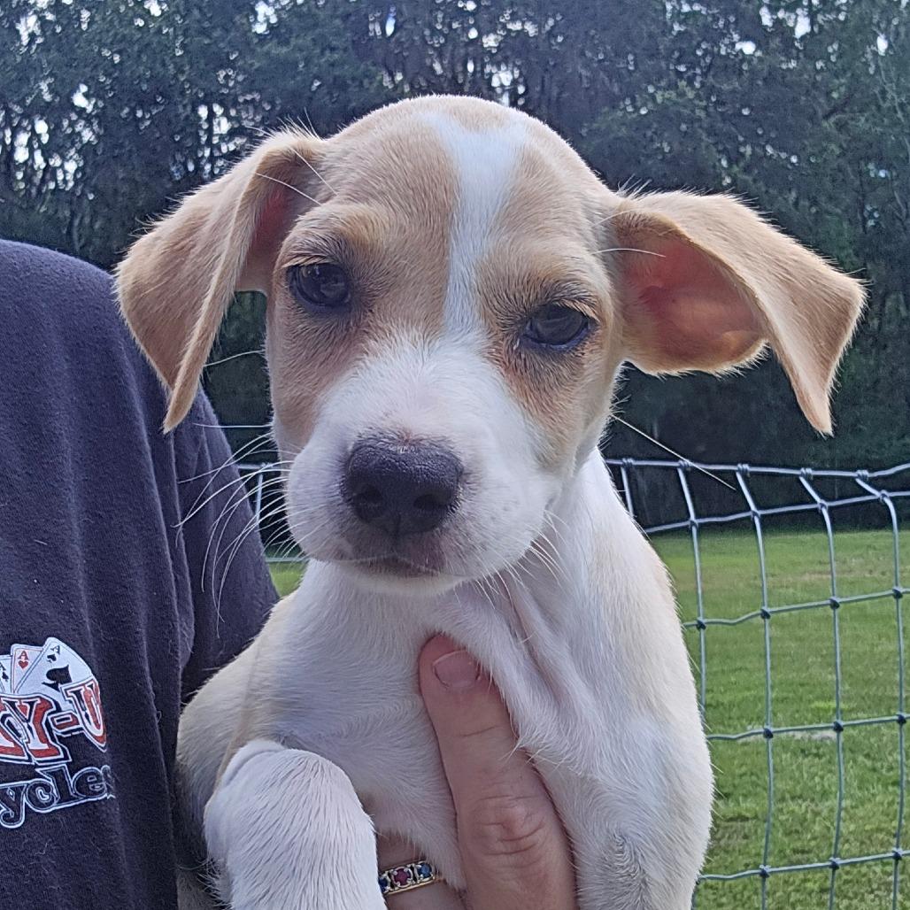 Rattler, Adoptable, Puppy Male Mixed Breed & Mixed Breed.