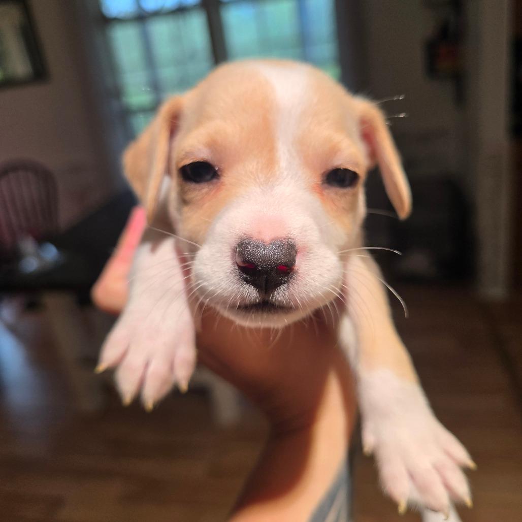 Enlarge Rattler, a Adoptable mixed breed in Williston, FL image 2/4