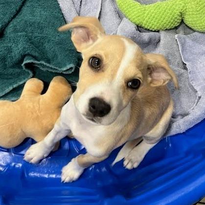 Enlarge Rattler, a Adoptable mixed breed in Williston, FL image 3/4