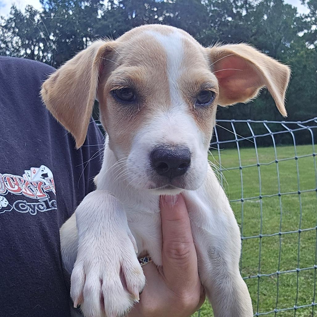 Enlarge Rattler, a Adoptable mixed breed in Williston, FL image 4/4