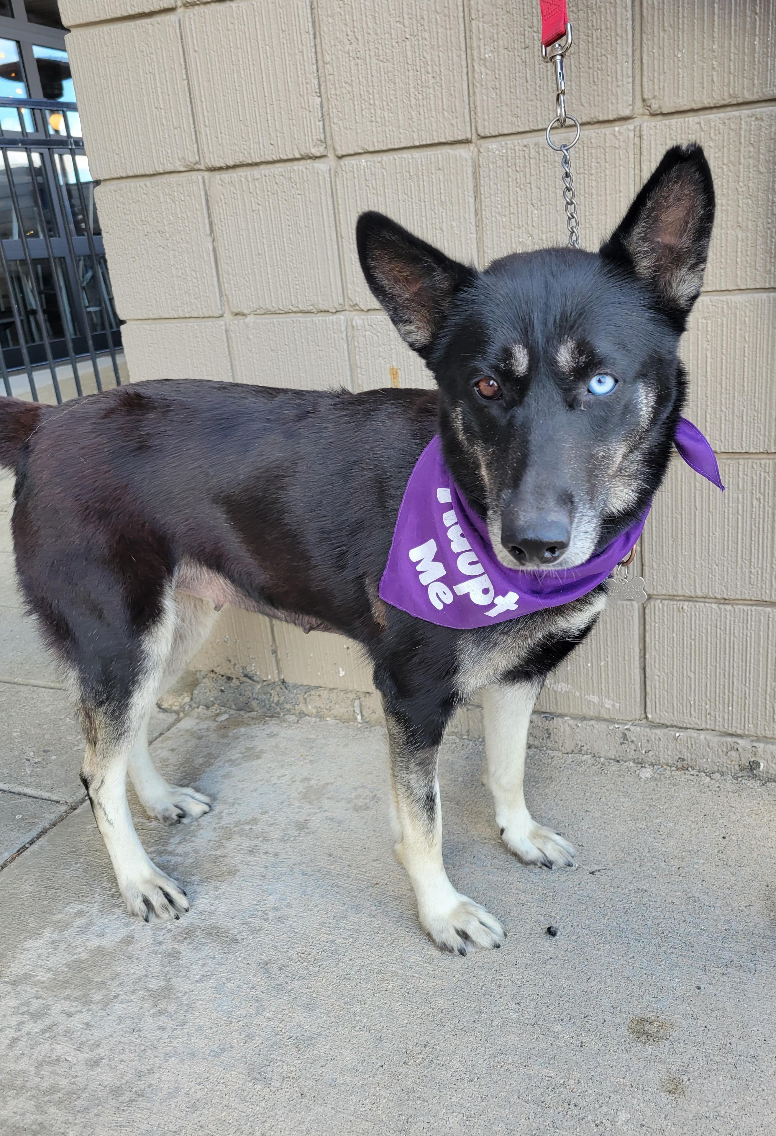 Delilah, a Adoptable mixed breed in Detroit, MI image 3/4