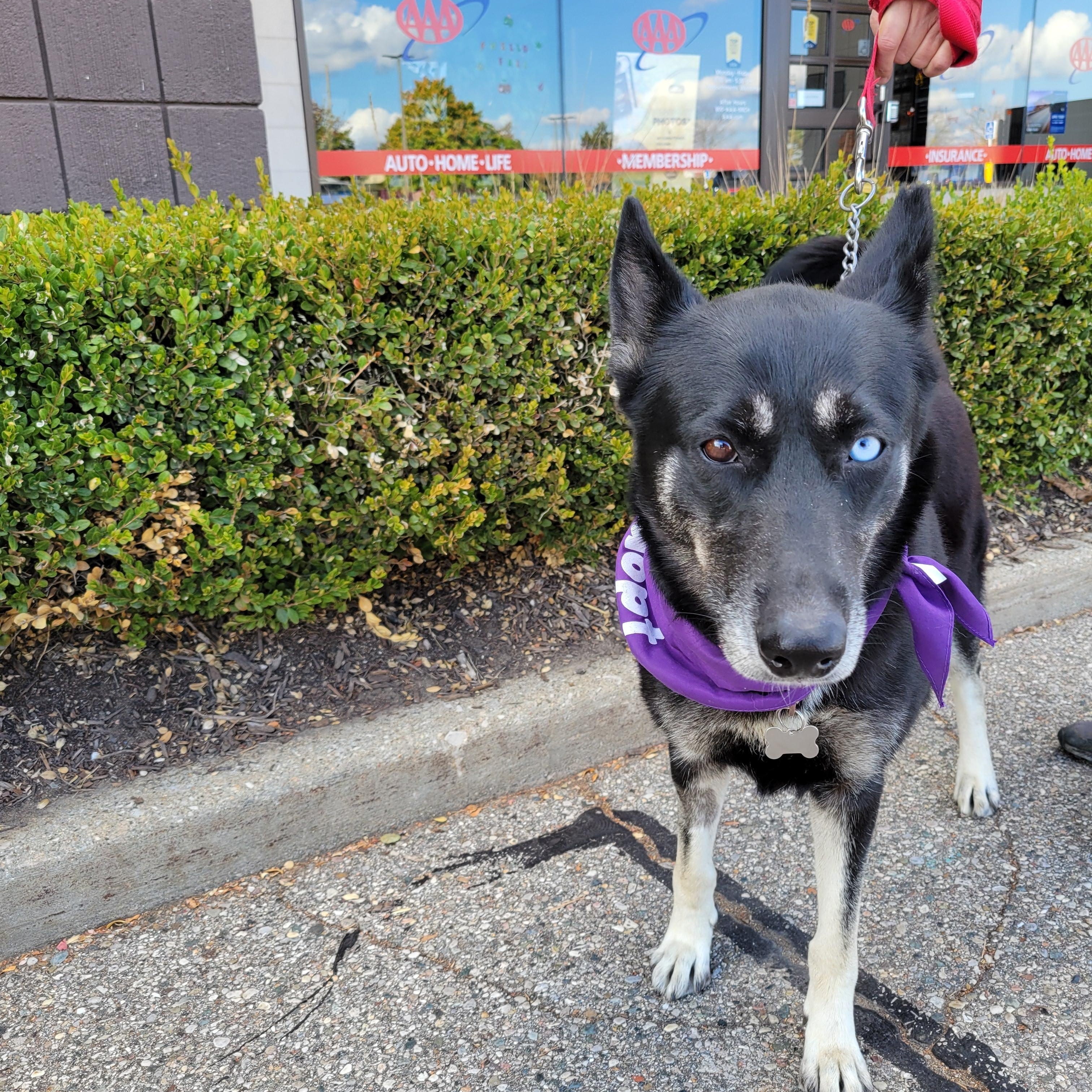 Delilah, a Adoptable mixed breed in Detroit, MI image 4/4