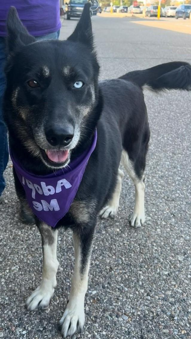 Delilah, a Adoptable mixed breed in Detroit, MI image 2/4