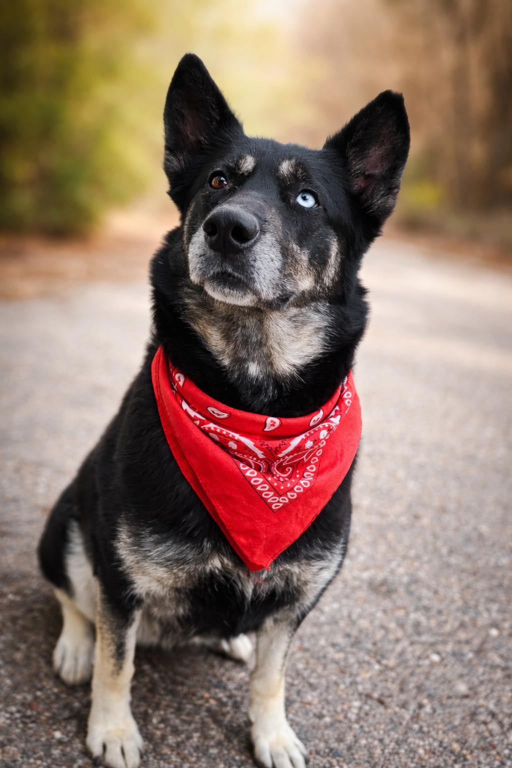 Delilah, Adoptable, Adult Female Shepherd & Husky.