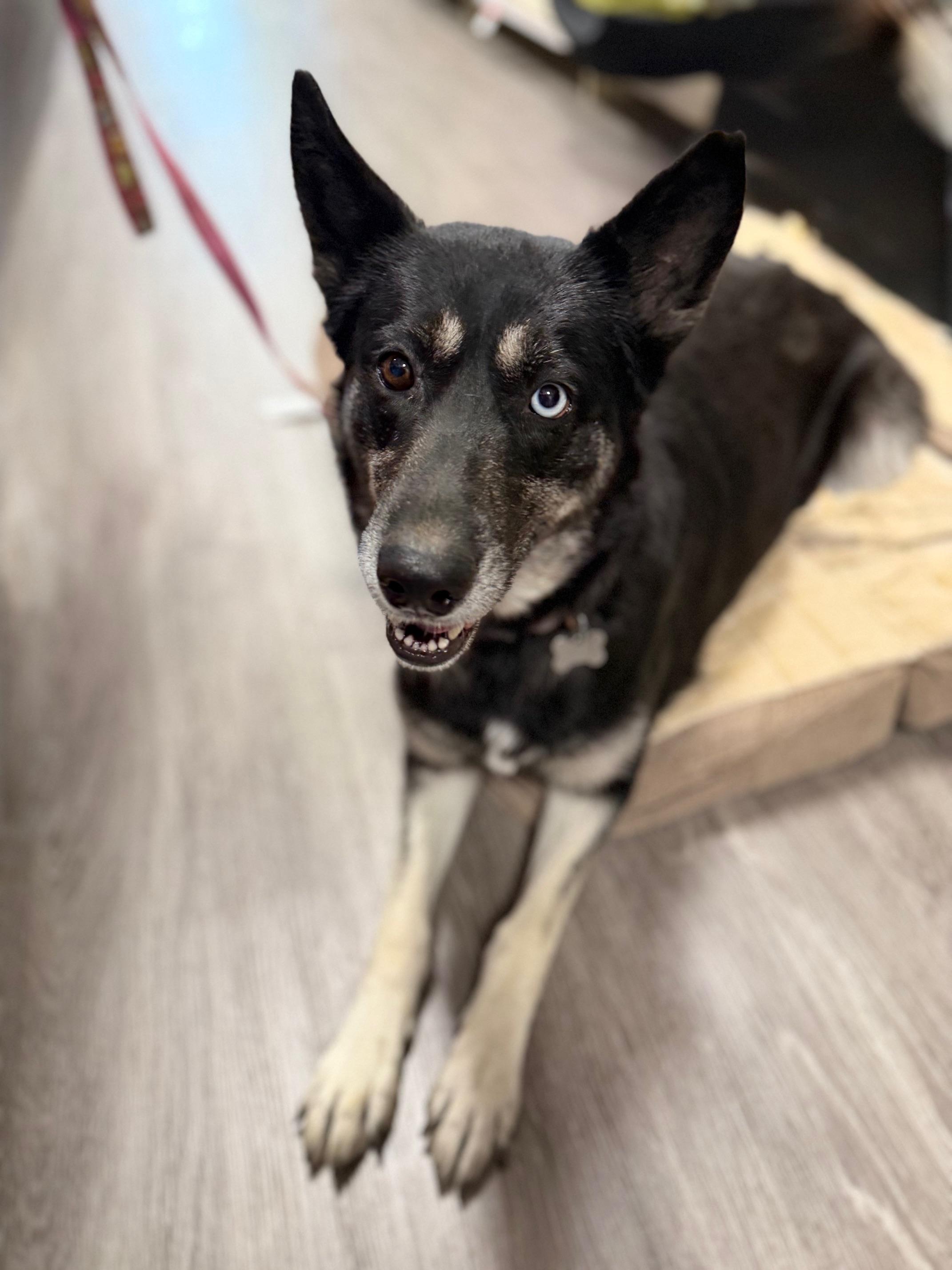Delilah, Adoptable, Adult Female Shepherd & Husky.