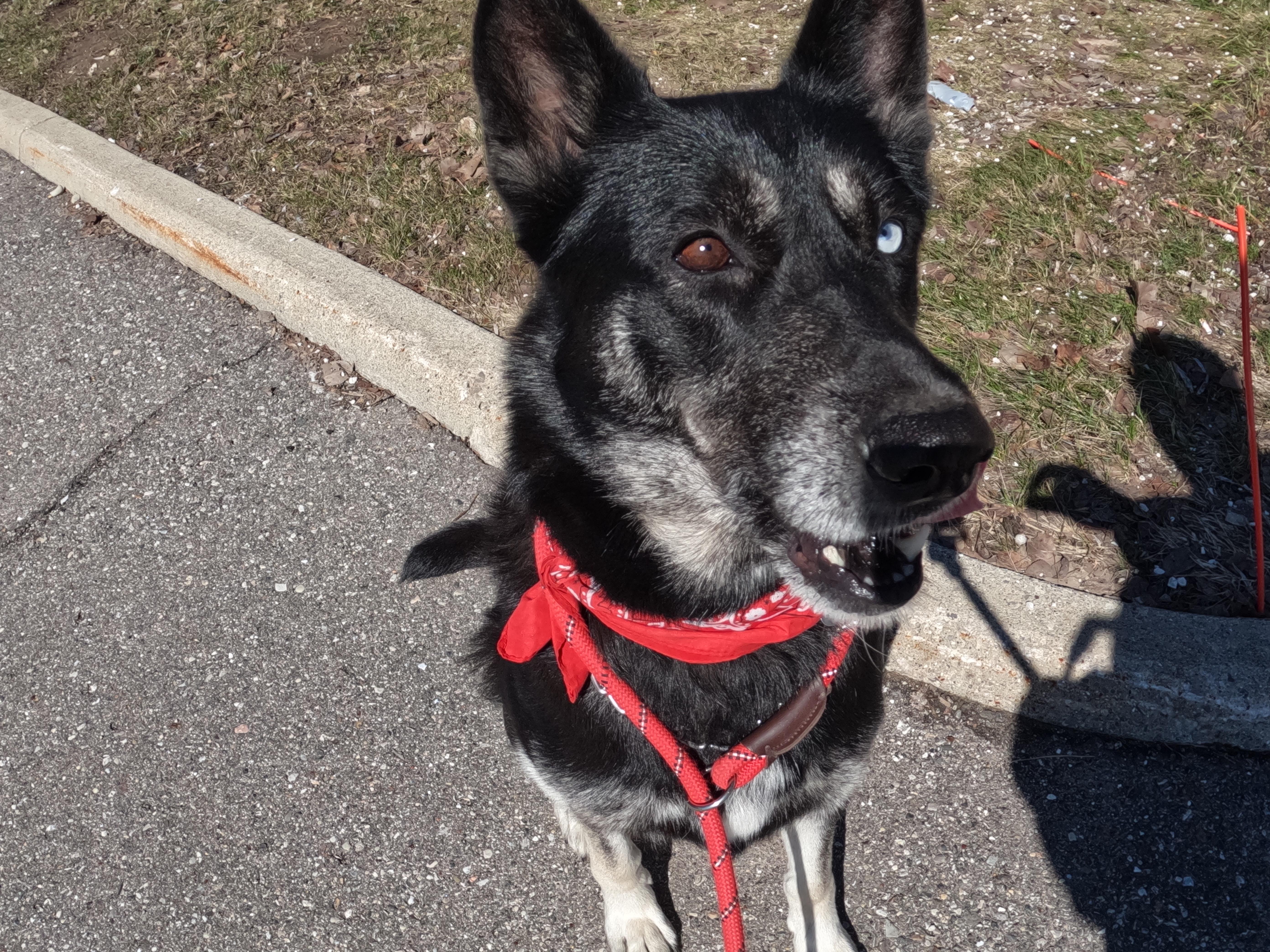 Enlarge Delilah, a Adoptable mixed breed in Detroit, MI image 5/5