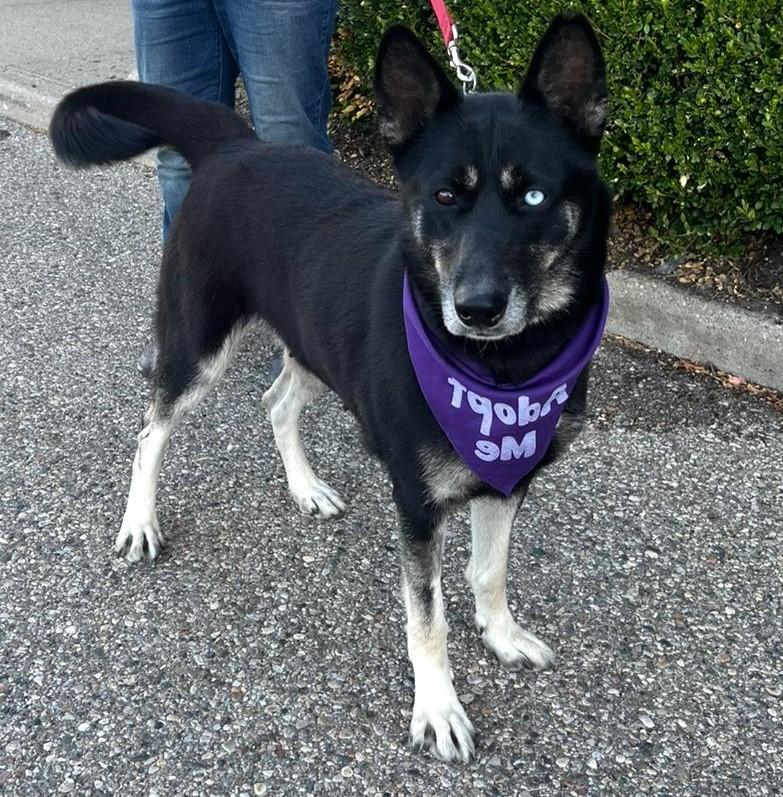 Delilah, Adoptable, Adult Female Shepherd & Husky.