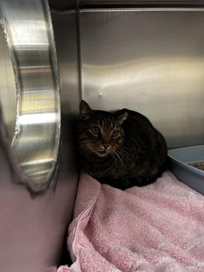 Barn Cat Stanley, Adoptable, Adult Male Domestic Short Hair & Domestic Short Hair.